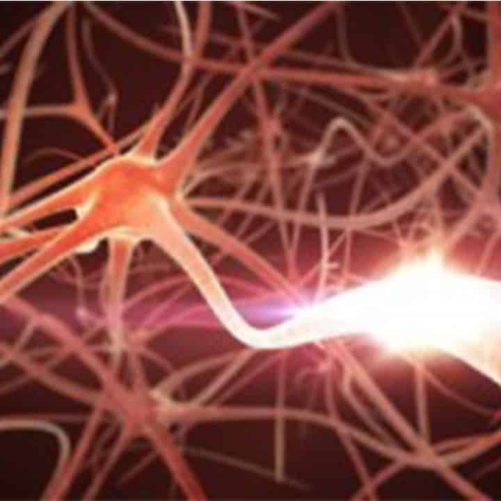 neuron